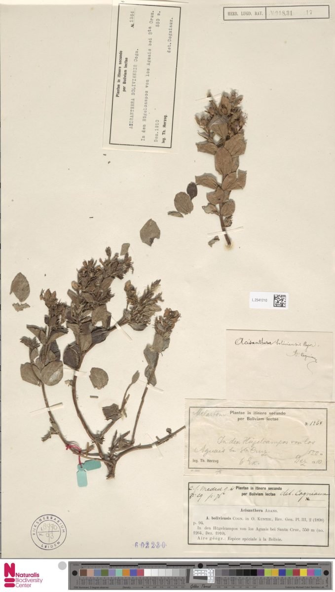 Acisanthera boliviensis photograph 3