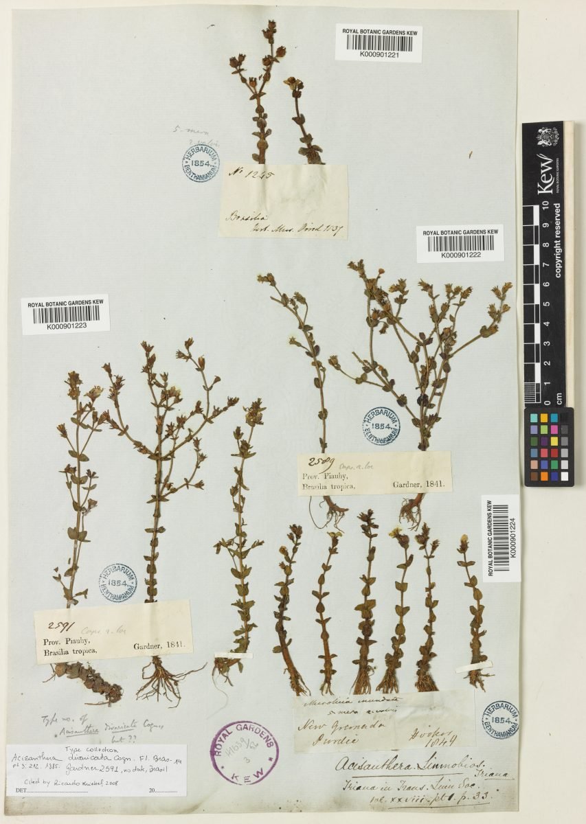 Acisanthera divaricata photograph 6