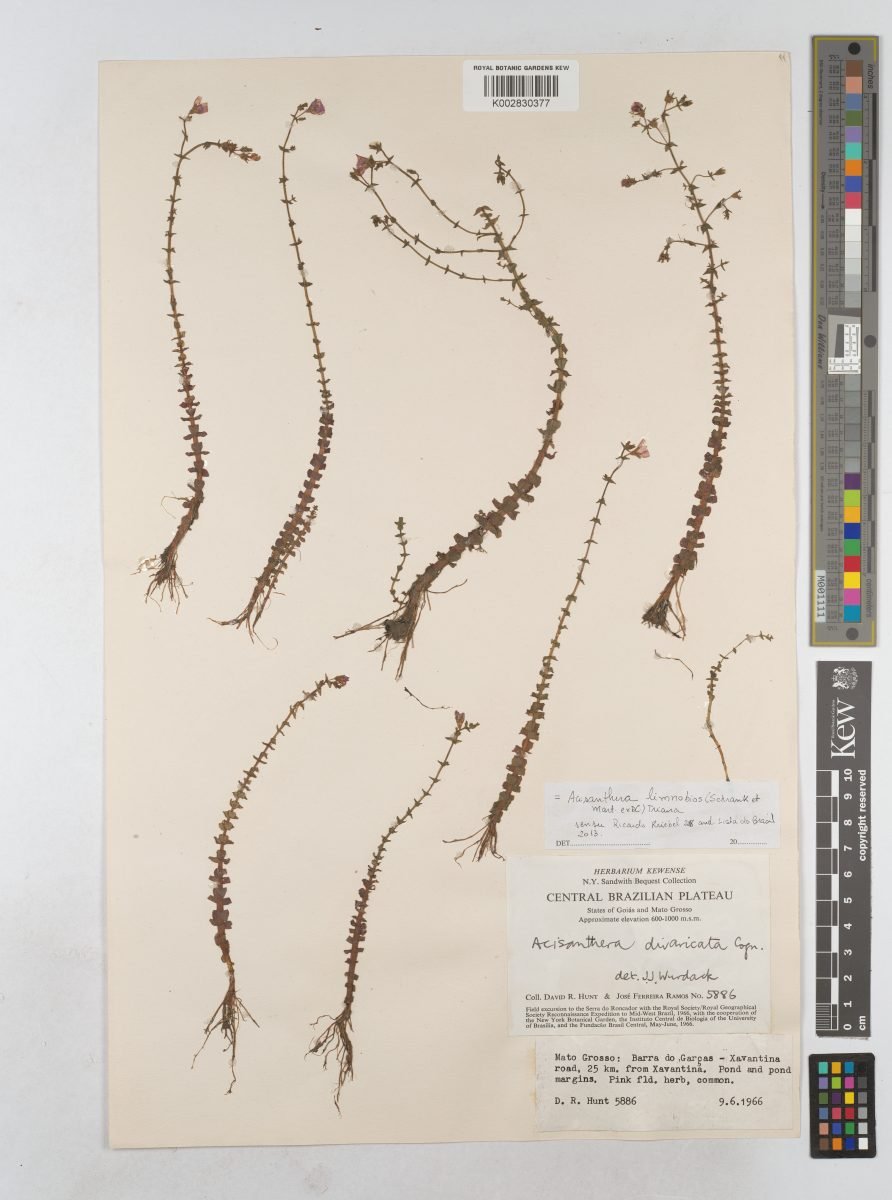 Acisanthera divaricata photograph 3
