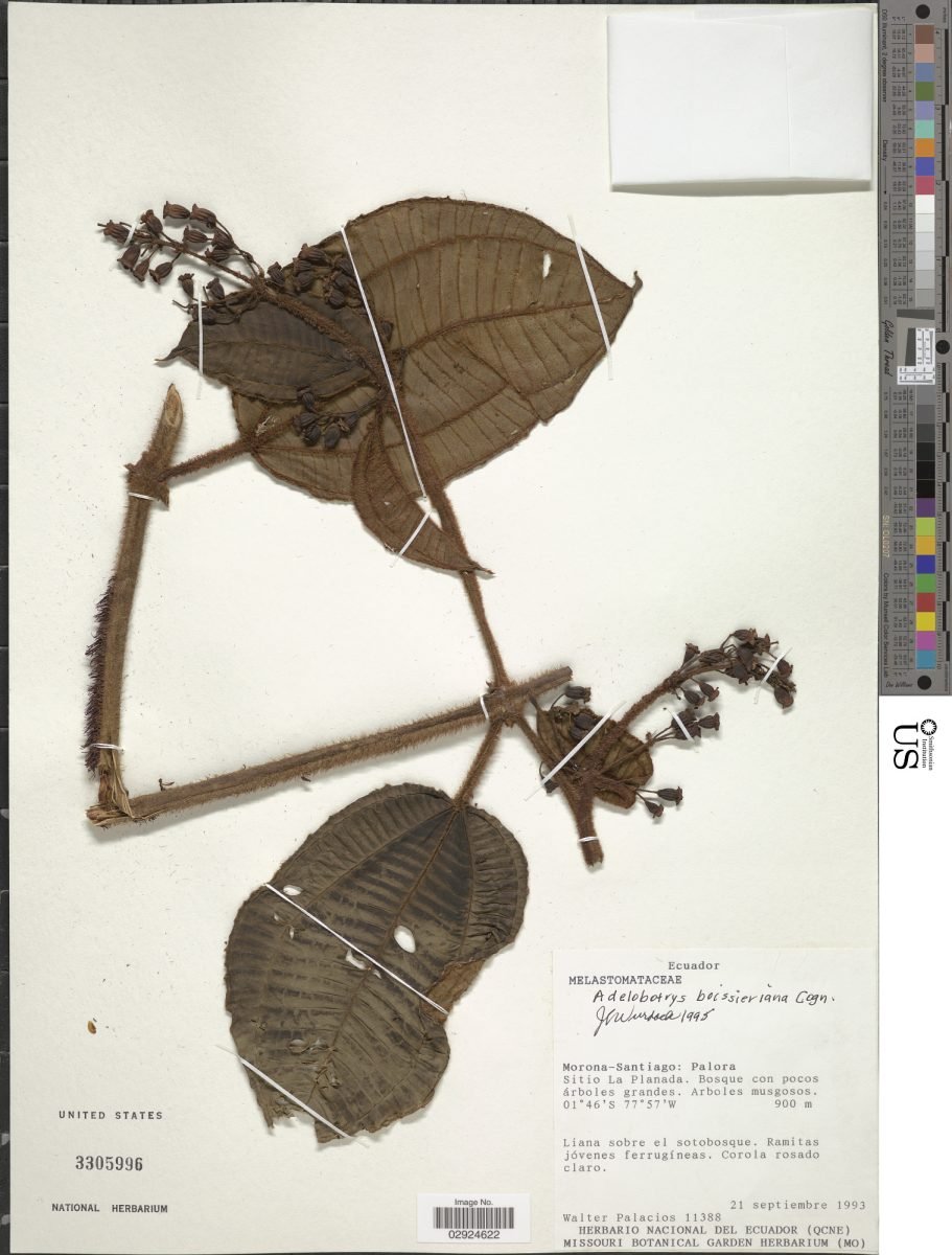 Adelobotrys boissieriana