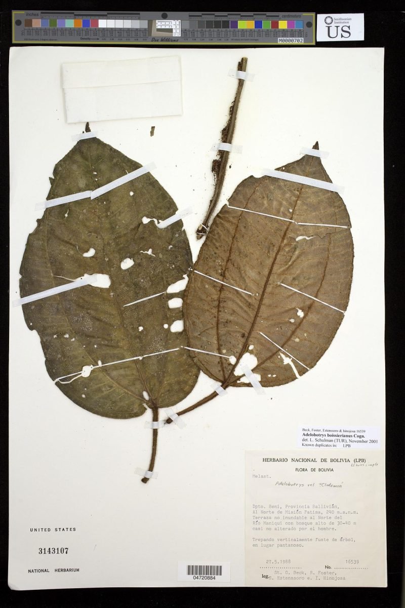 Adelobotrys boissieriana photograph 5