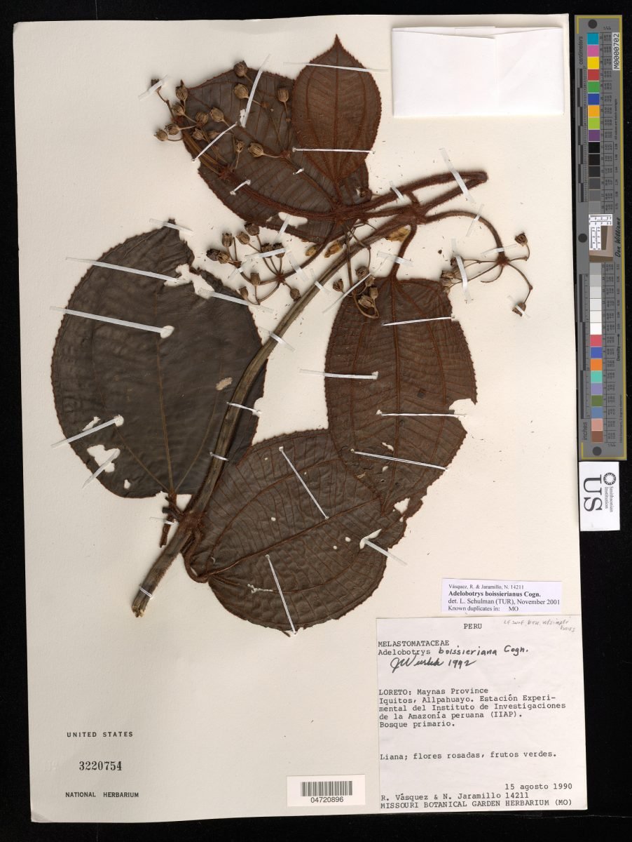 Adelobotrys boissieriana photograph 3