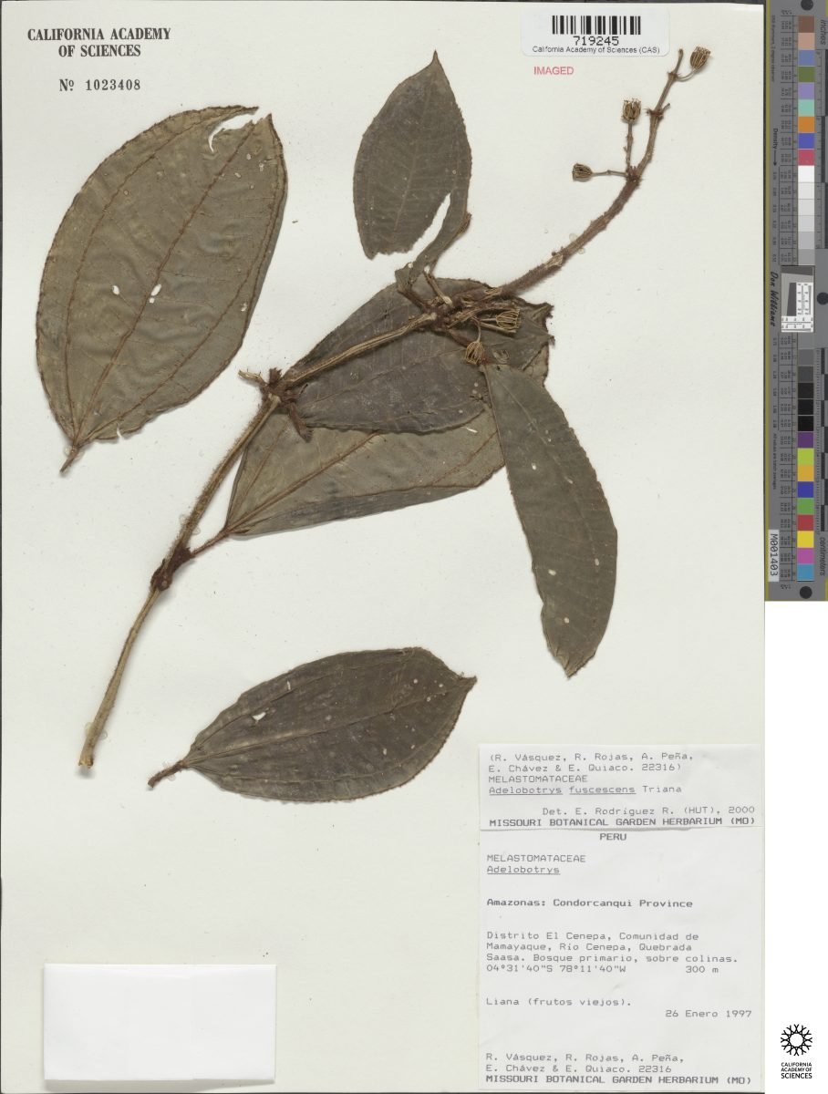 Adelobotrys fuscescens