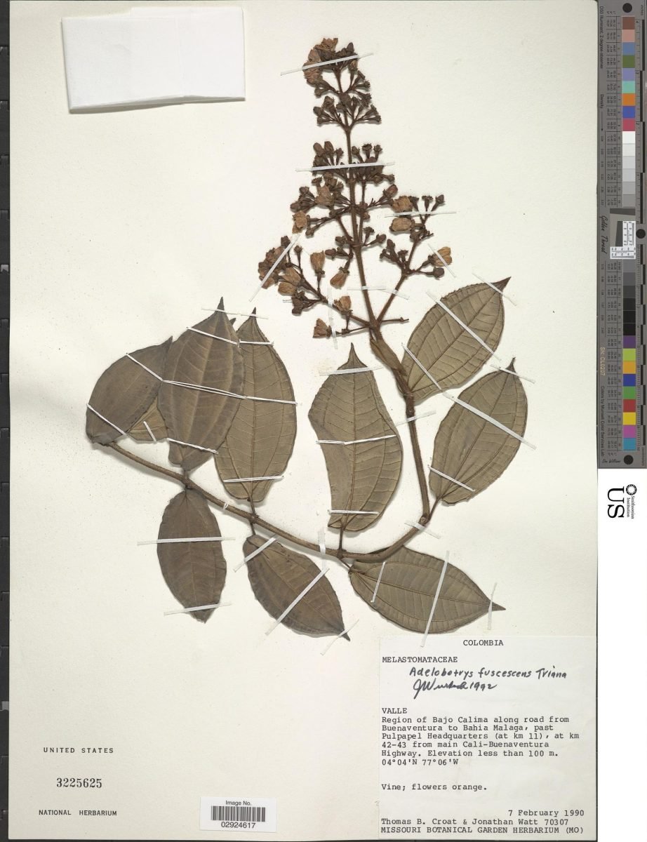 Adelobotrys fuscescens photograph 2