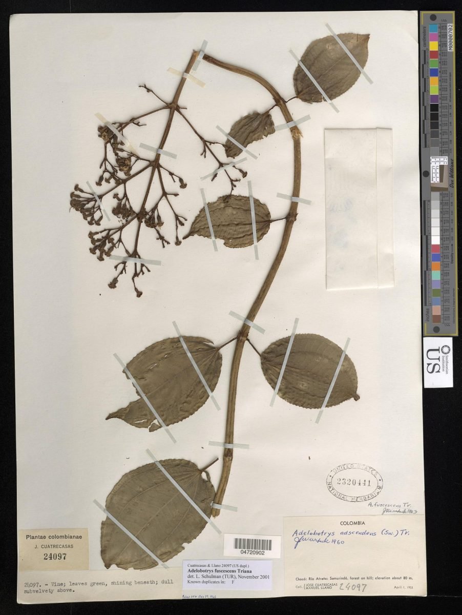 Adelobotrys fuscescens photograph 6