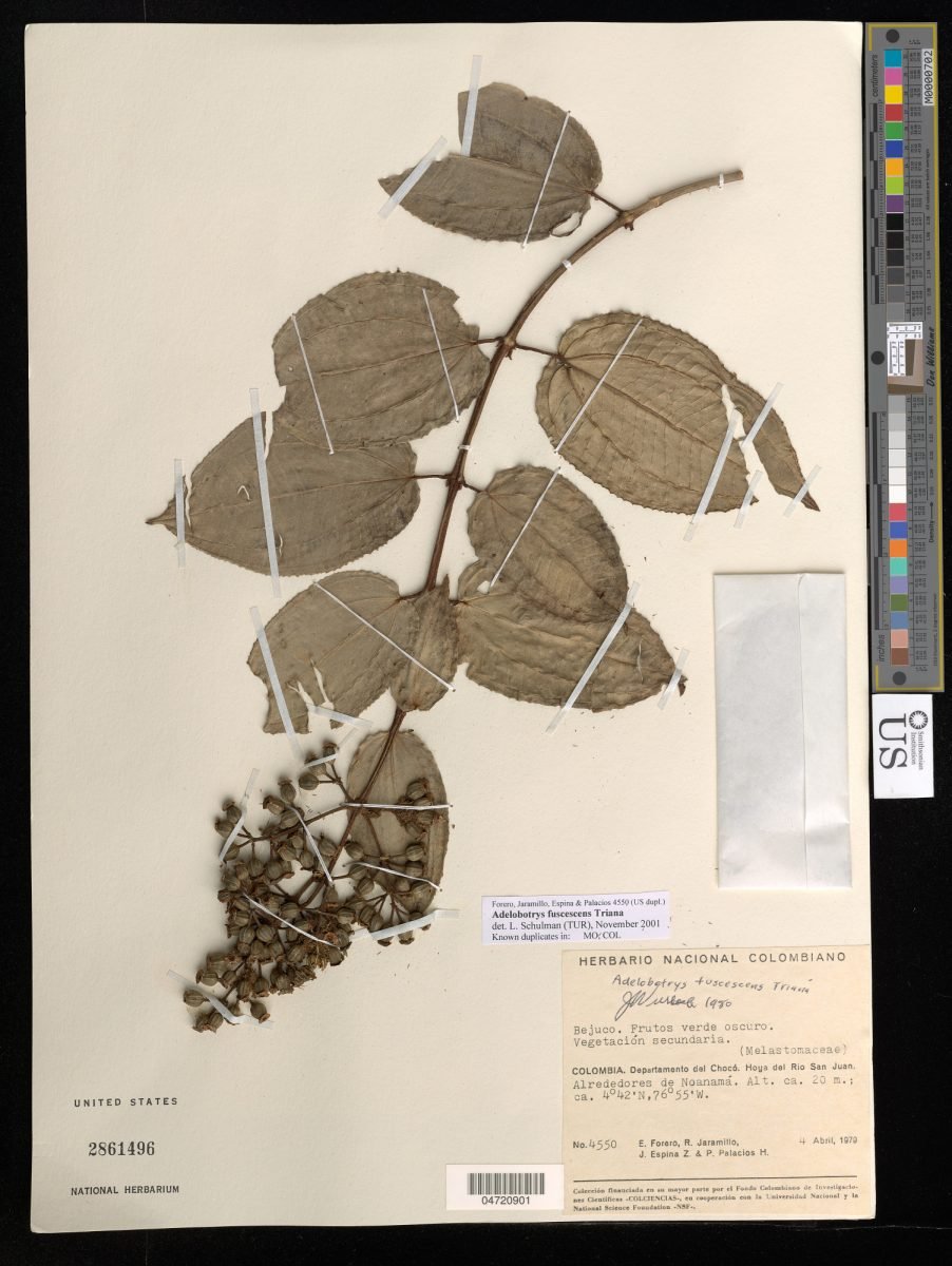 Adelobotrys fuscescens photograph 5
