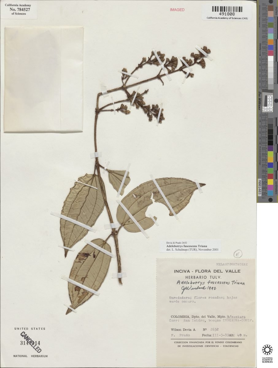 Adelobotrys fuscescens photograph 3
