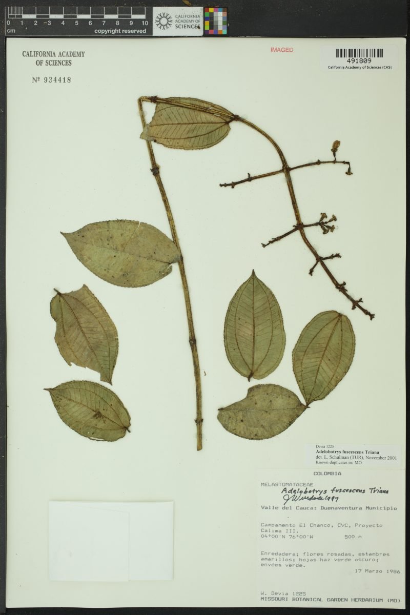 Adelobotrys fuscescens photograph 4