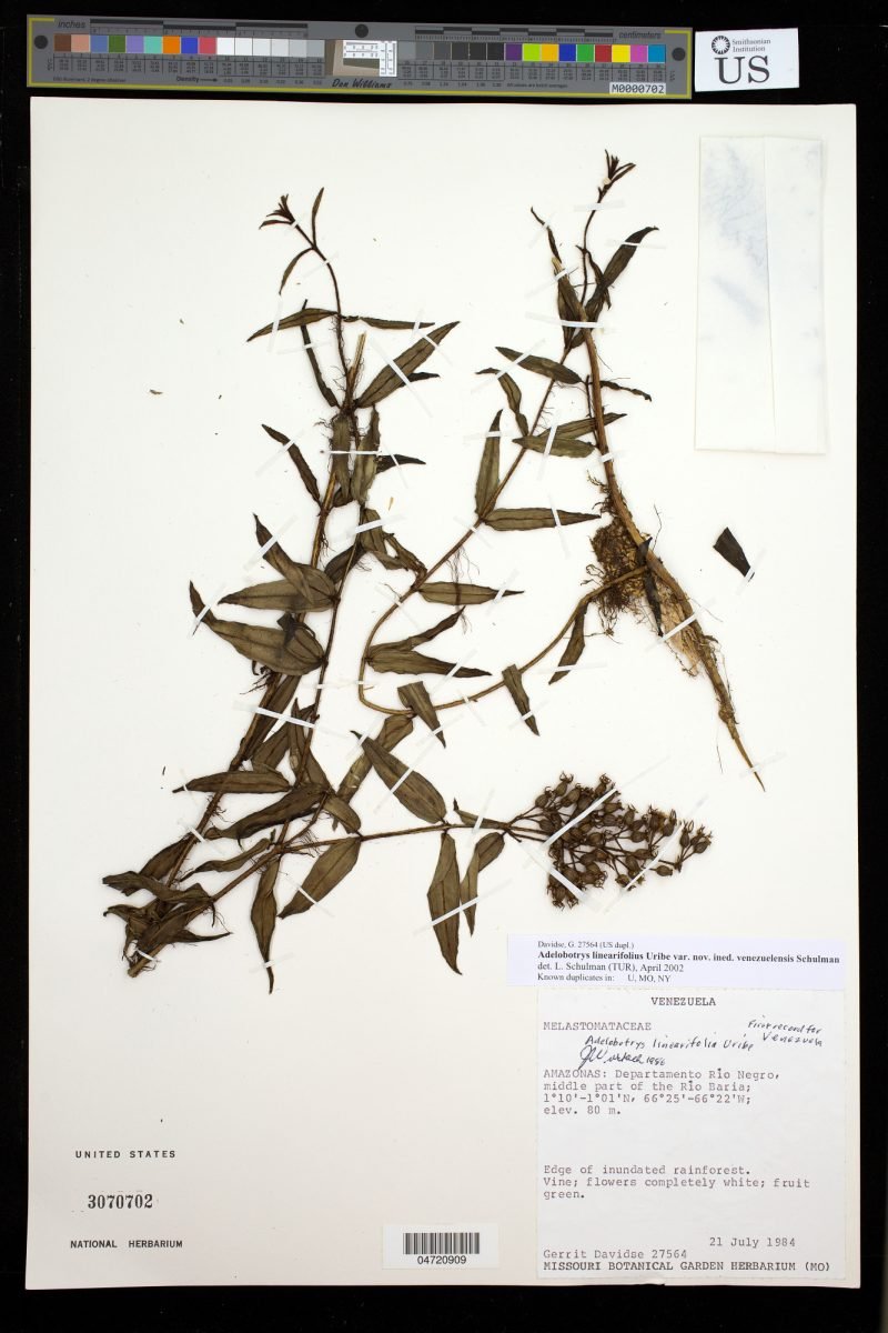 Adelobotrys linearifolia photograph 6