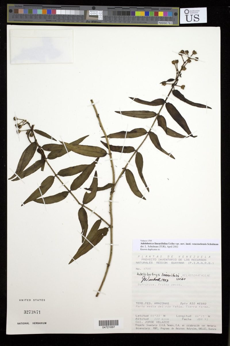 Adelobotrys linearifolia photograph 2