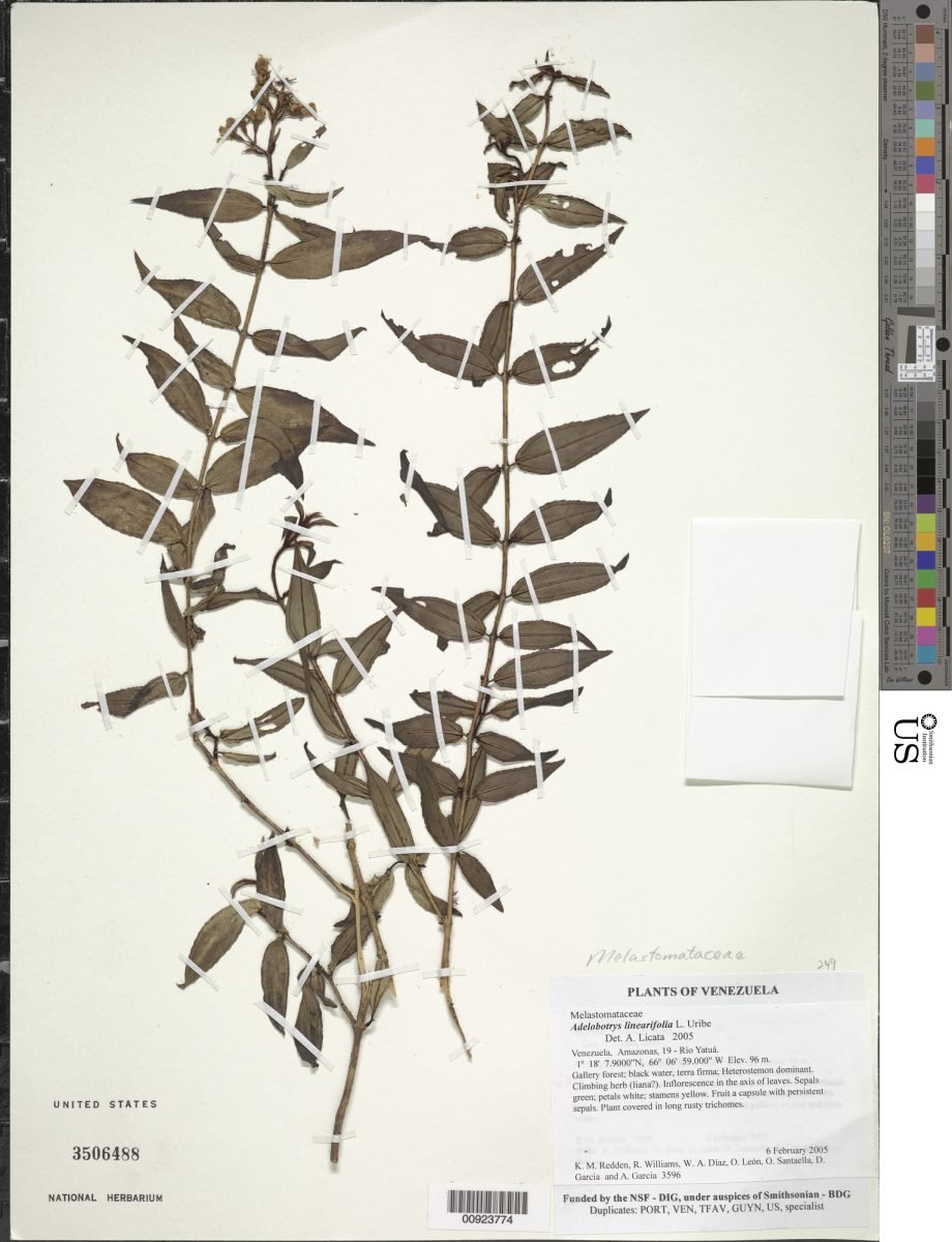 Adelobotrys linearifolia