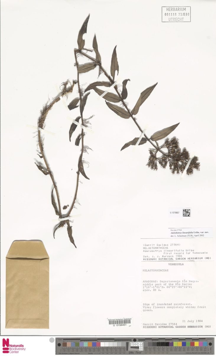 Adelobotrys linearifolia photograph 5