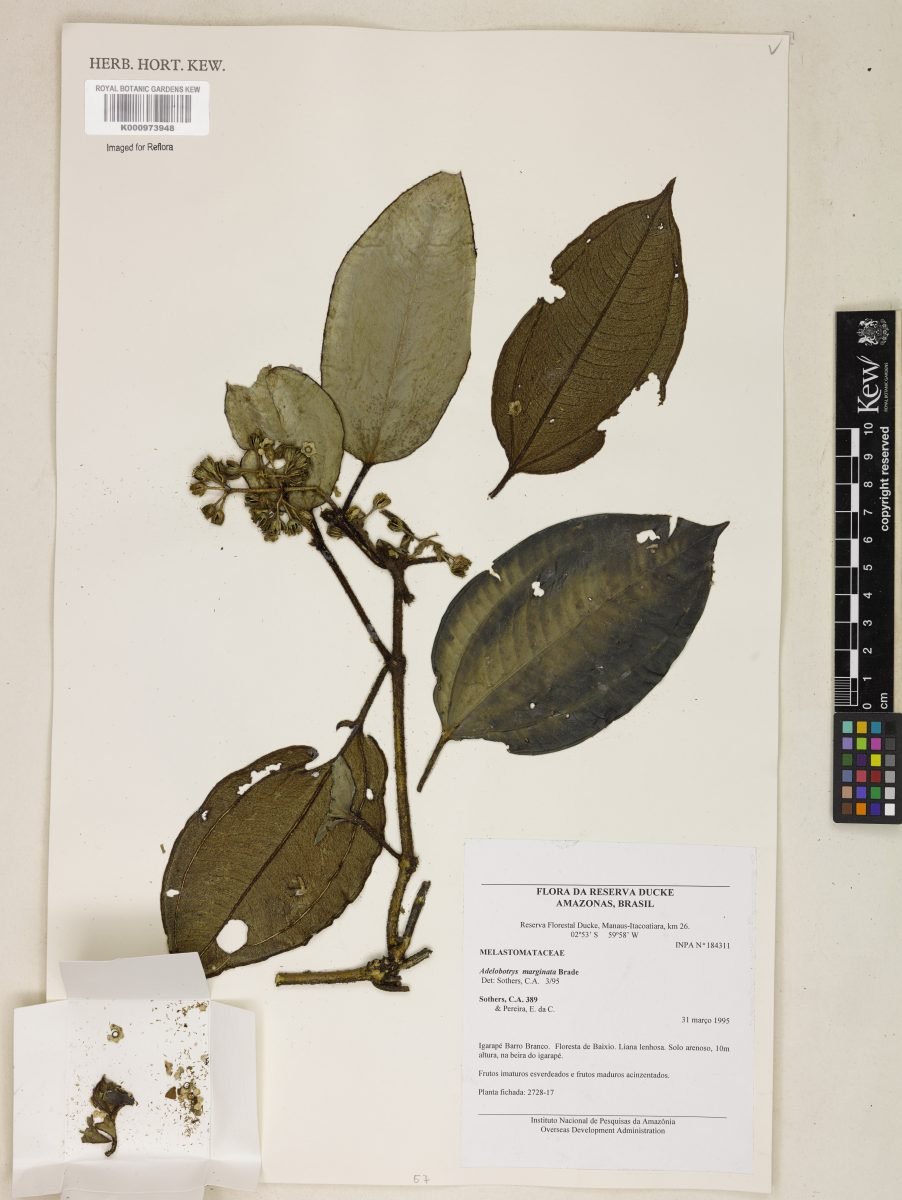 Adelobotrys marginata photograph 2