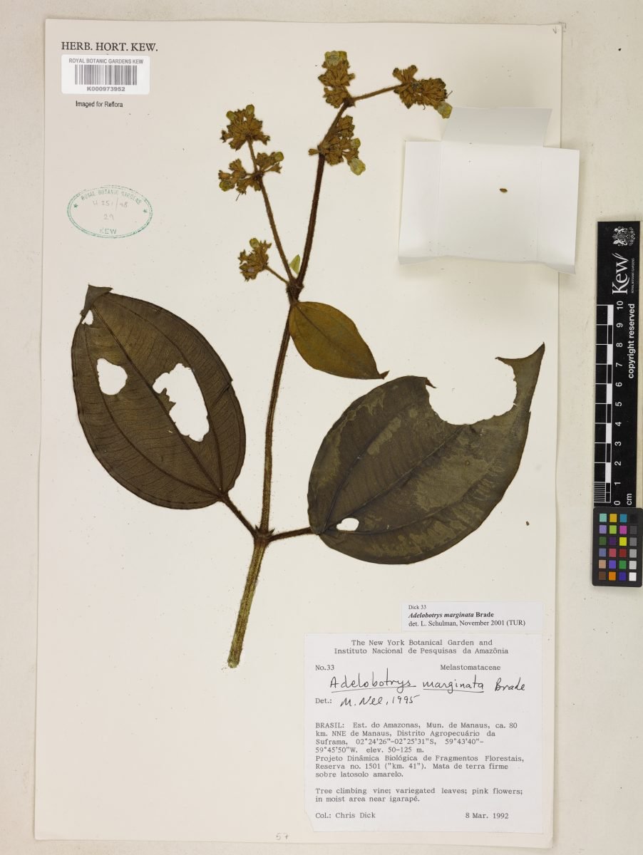 Adelobotrys marginata photograph 4
