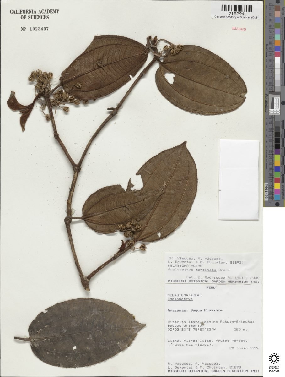 Adelobotrys marginata