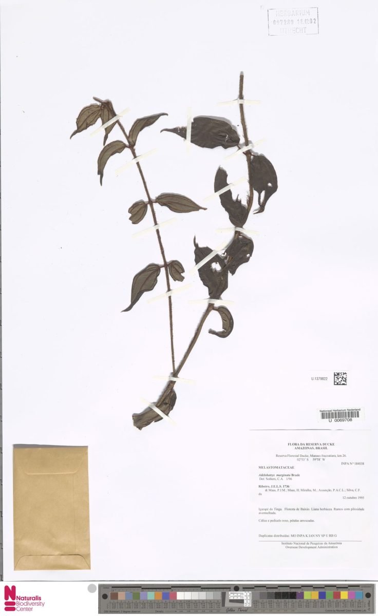 Adelobotrys marginata photograph 3