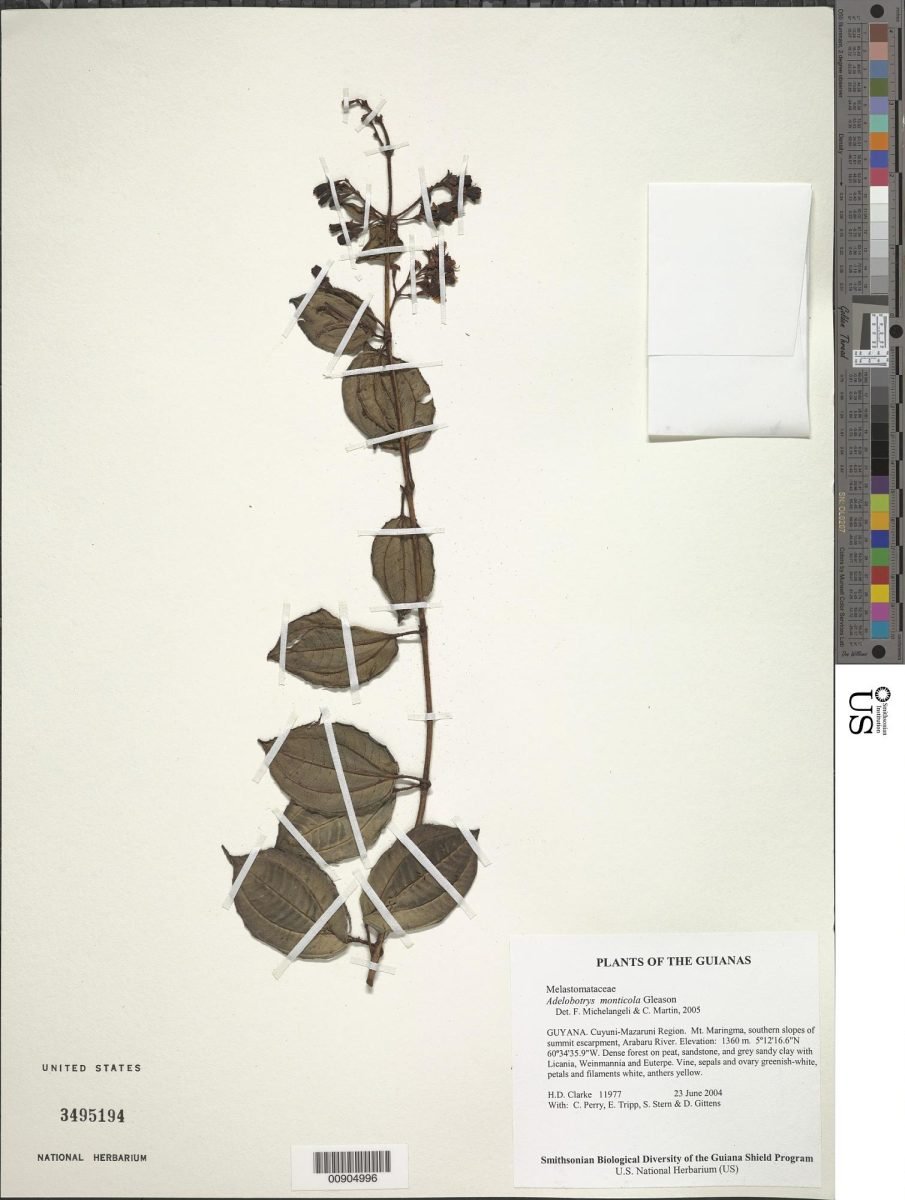 Adelobotrys monticola photograph 3