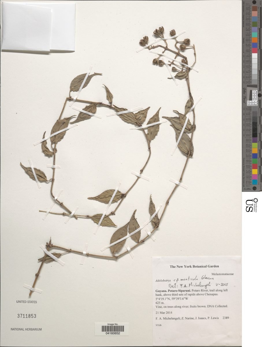 Adelobotrys monticola photograph 2