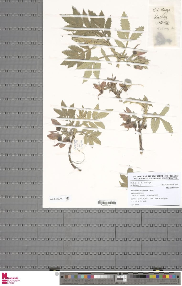 Melianthus dregeanus subsp. dregeanus