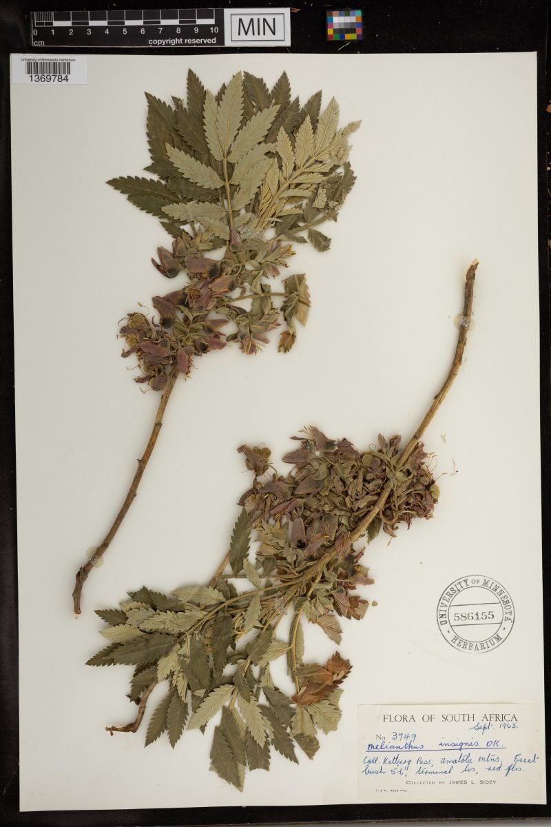 Melianthus dregeanus subsp. insignis photograph 2