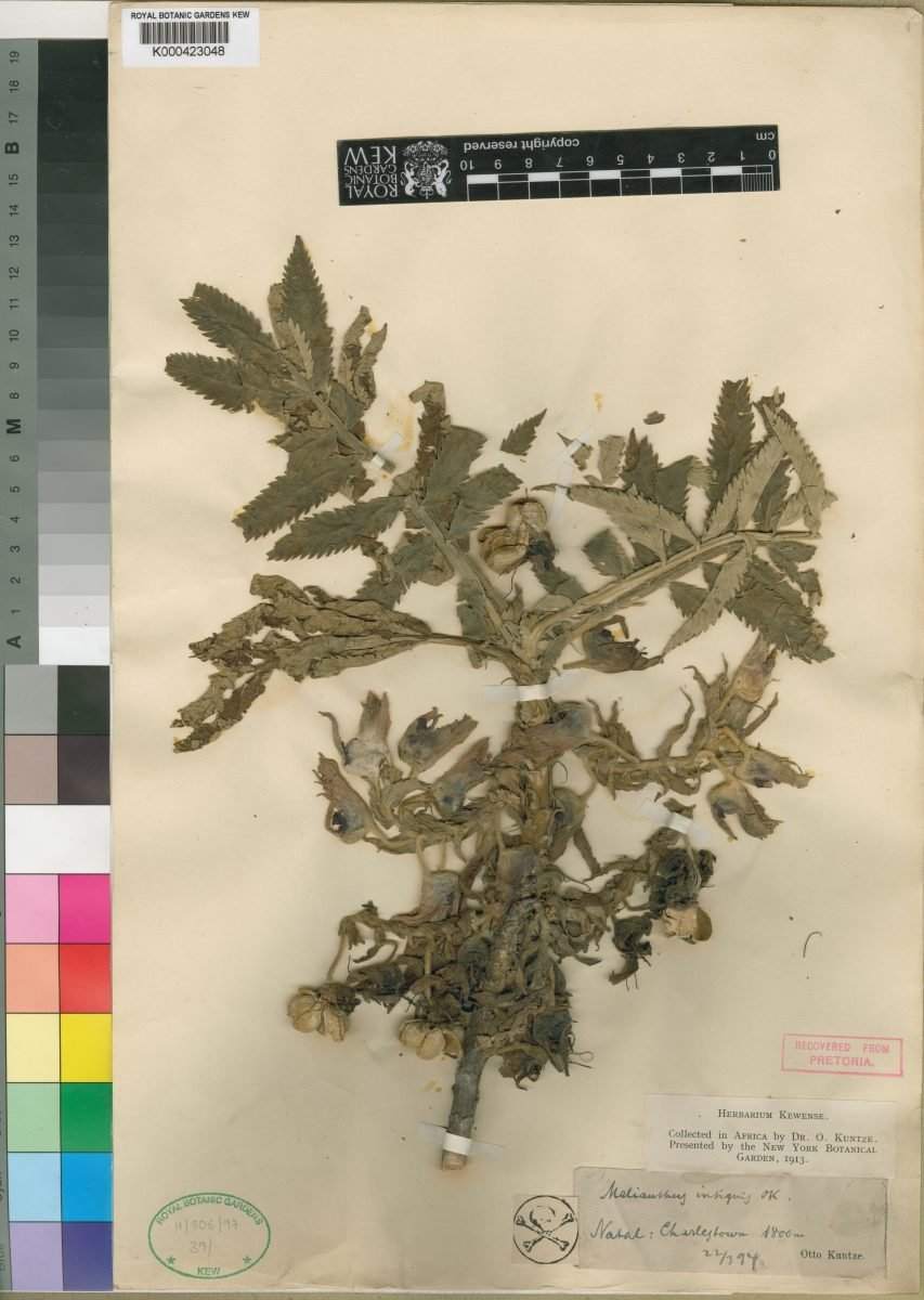 Melianthus dregeanus subsp. insignis photograph 5
