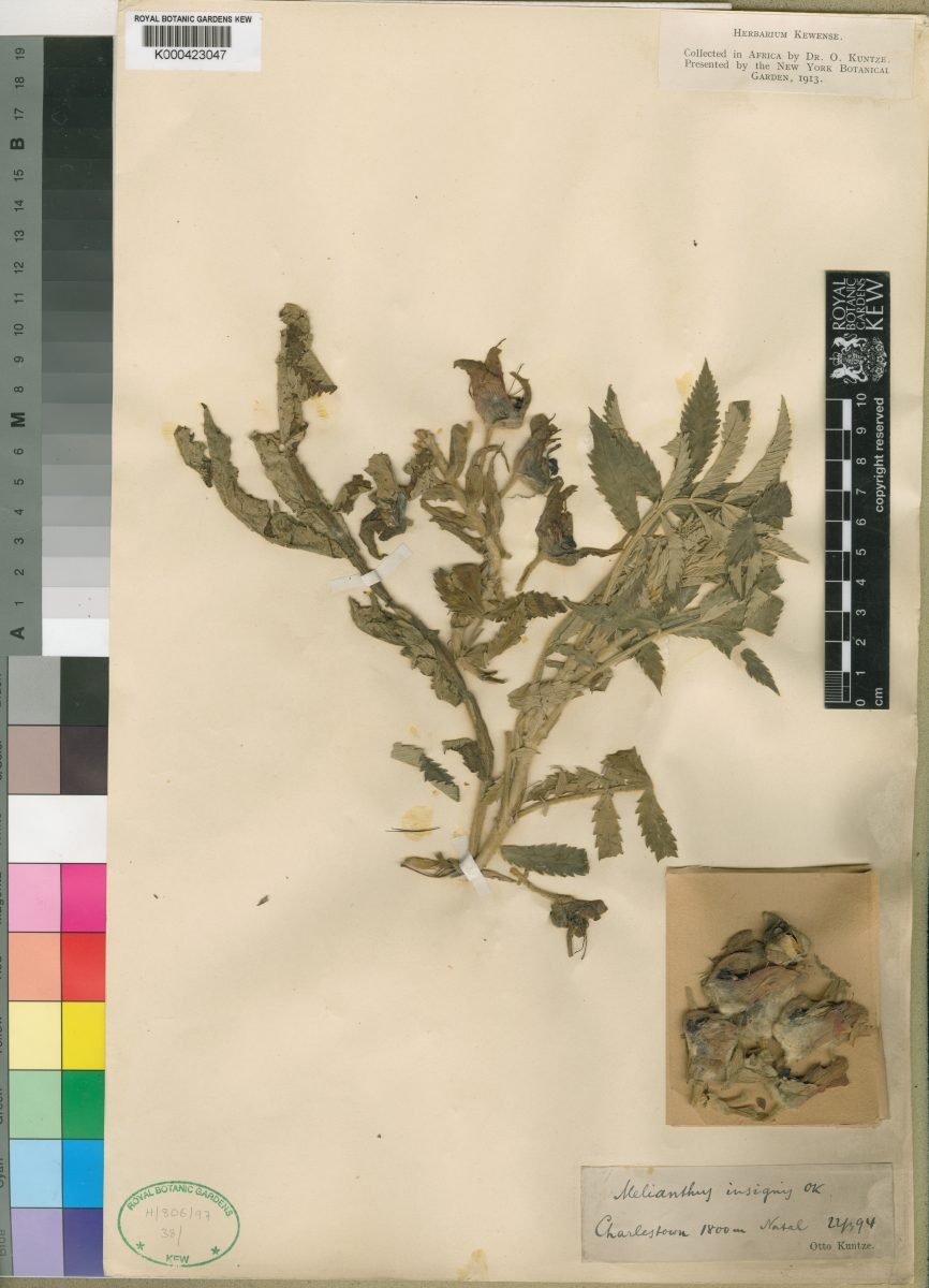 Melianthus dregeanus subsp. insignis photograph 6