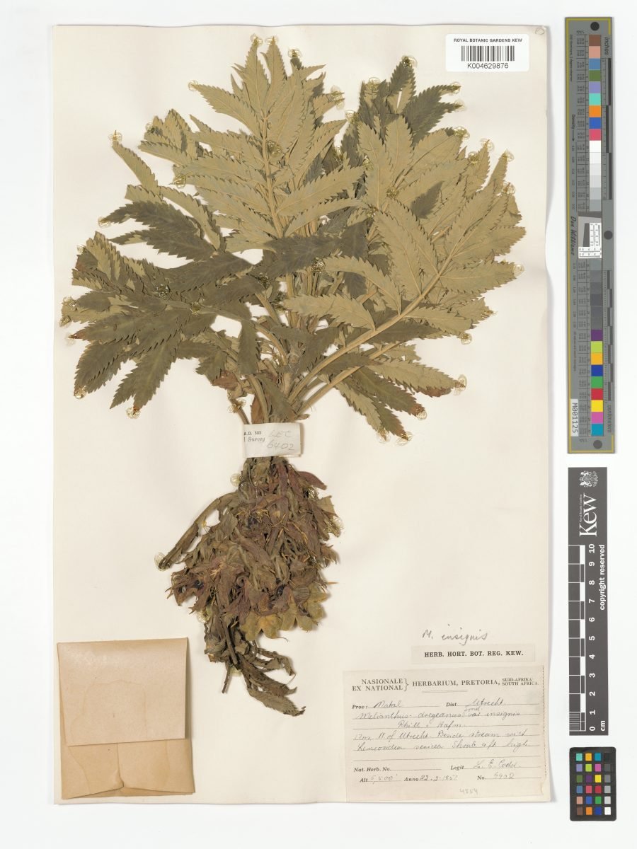 Melianthus dregeanus subsp. insignis photograph 3