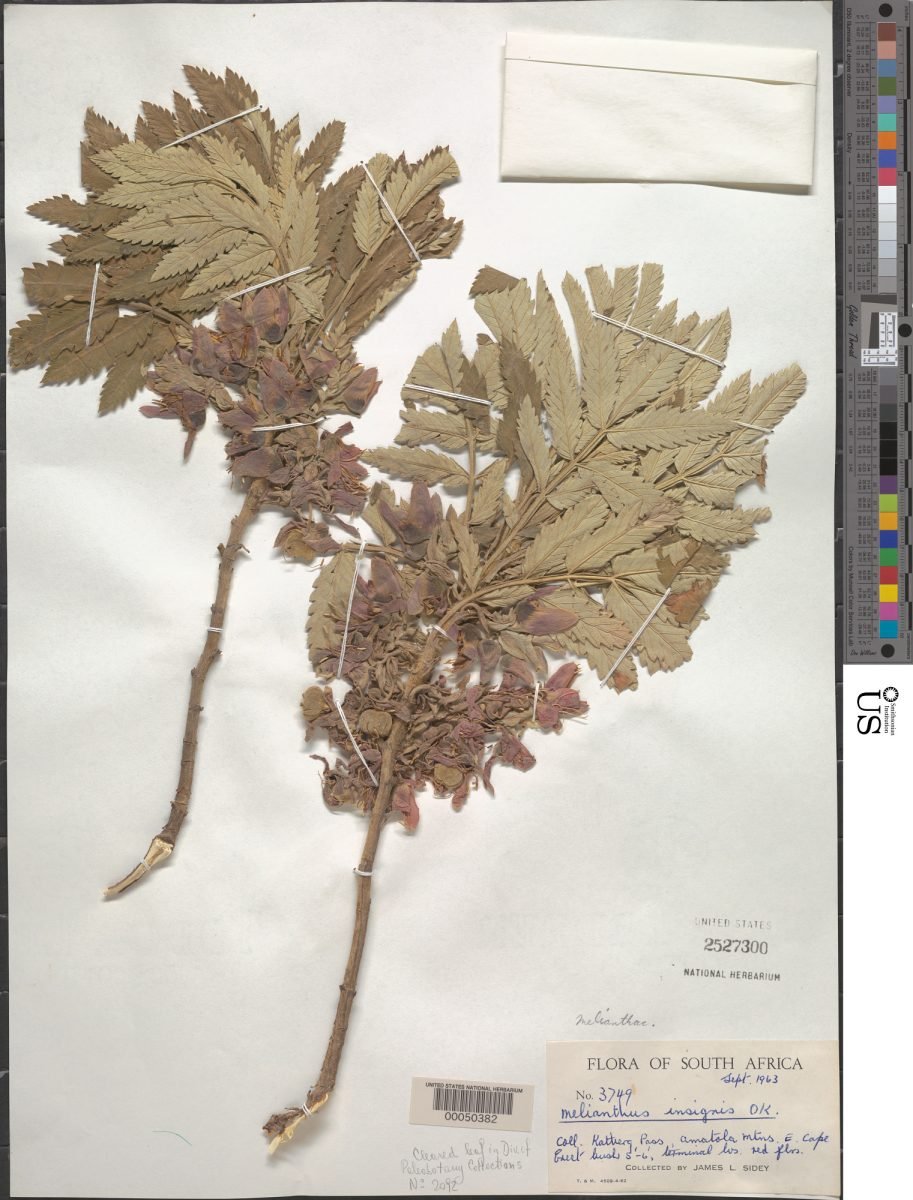 Melianthus dregeanus subsp. insignis