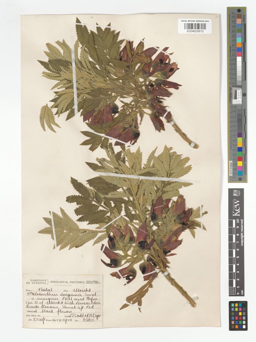 Melianthus dregeanus subsp. insignis photograph 4