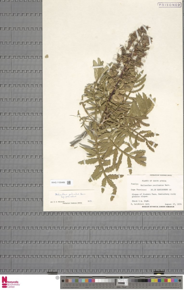 Melianthus pectinatus subsp. pectinatus photograph 3