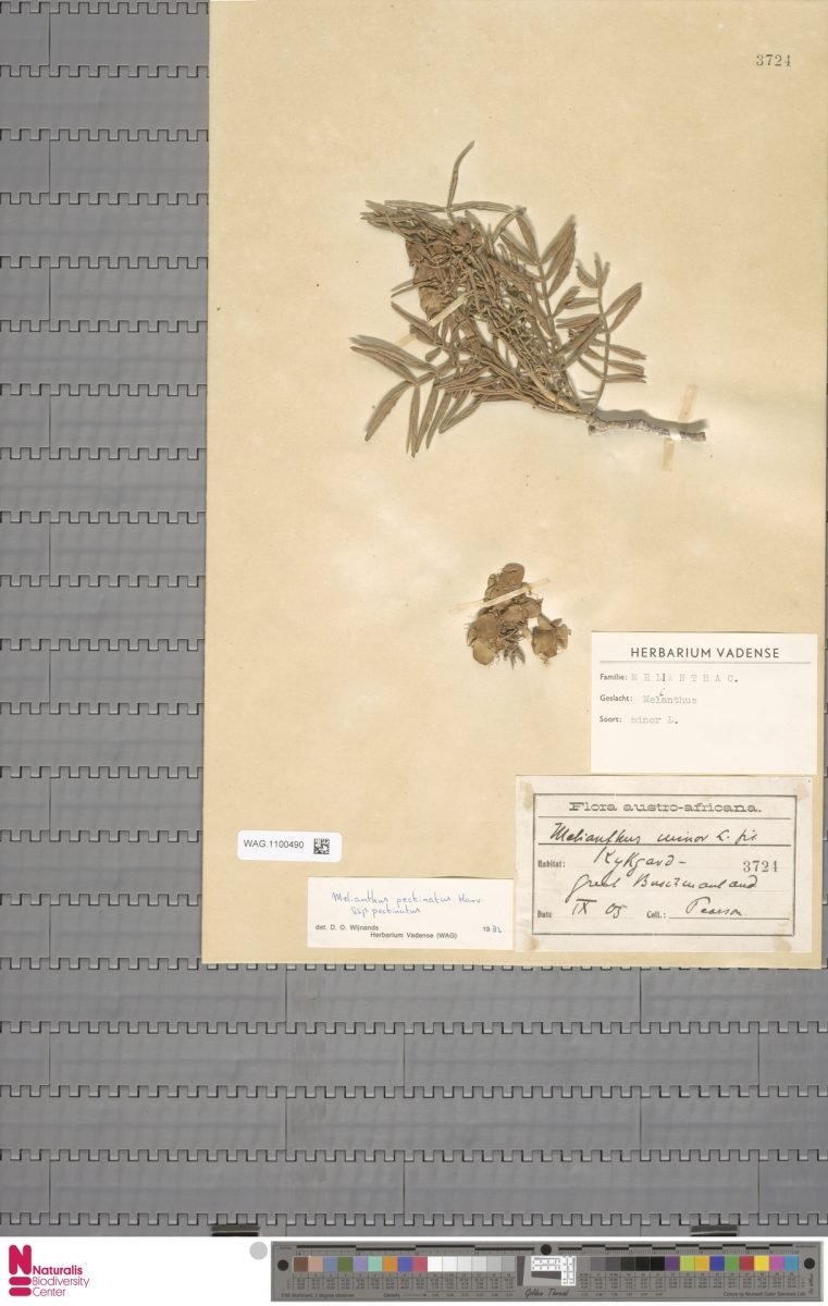 Melianthus pectinatus subsp. pectinatus photograph 4