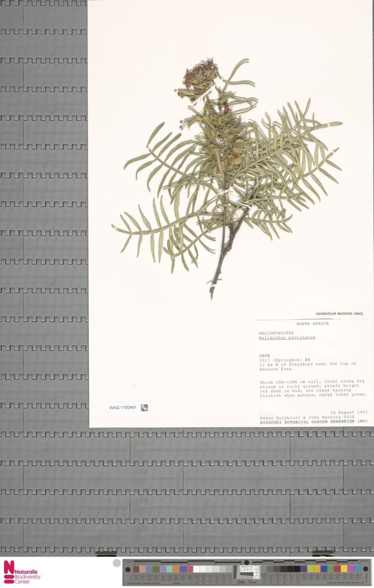 Melianthus pectinatus subsp. pectinatus photograph 2