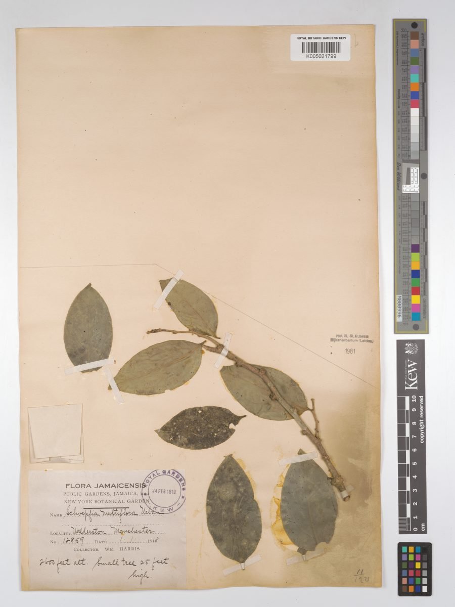 Schoepfia multiflora photograph 3