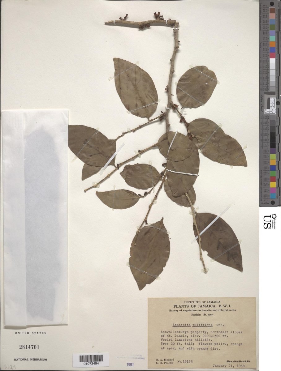 Schoepfia multiflora