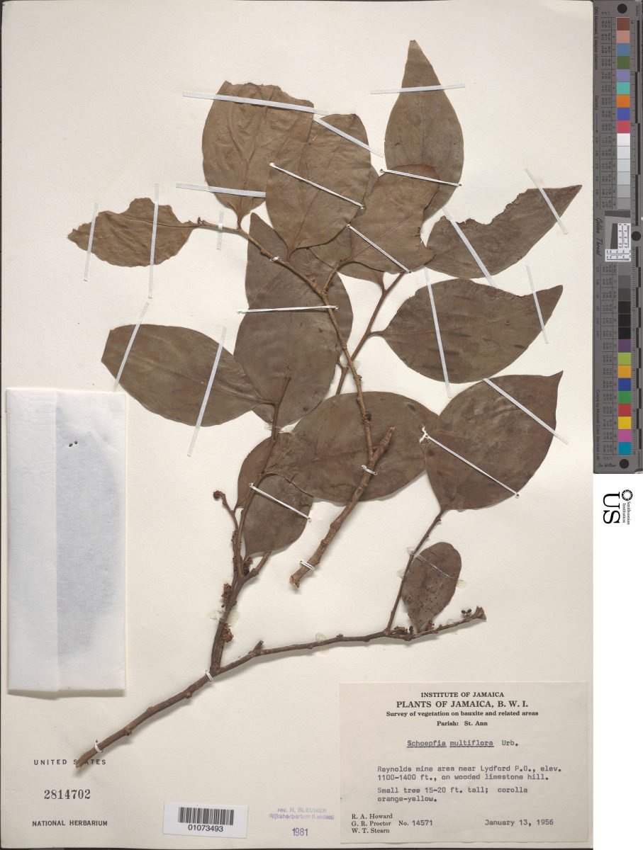 Schoepfia multiflora photograph 2