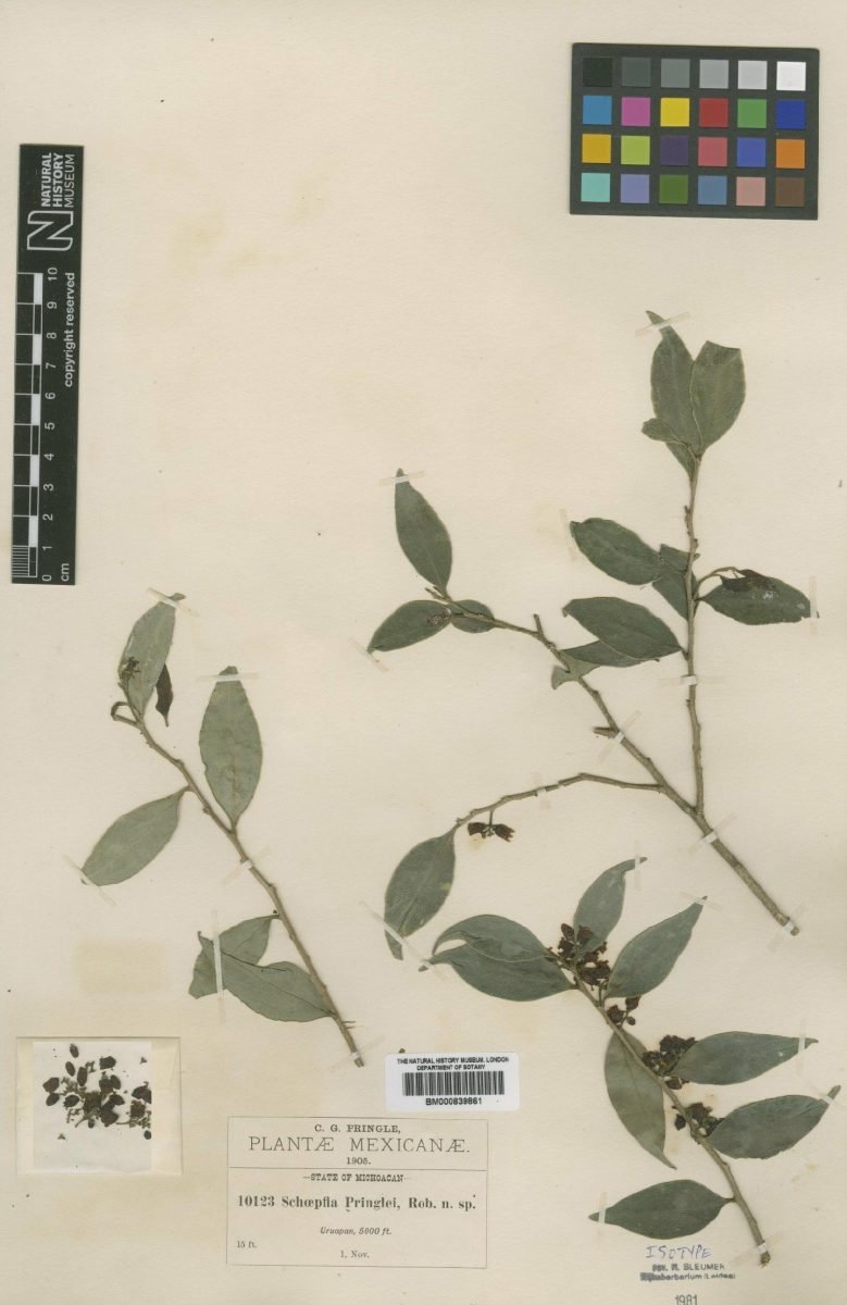 Schoepfia pringlei photograph 5