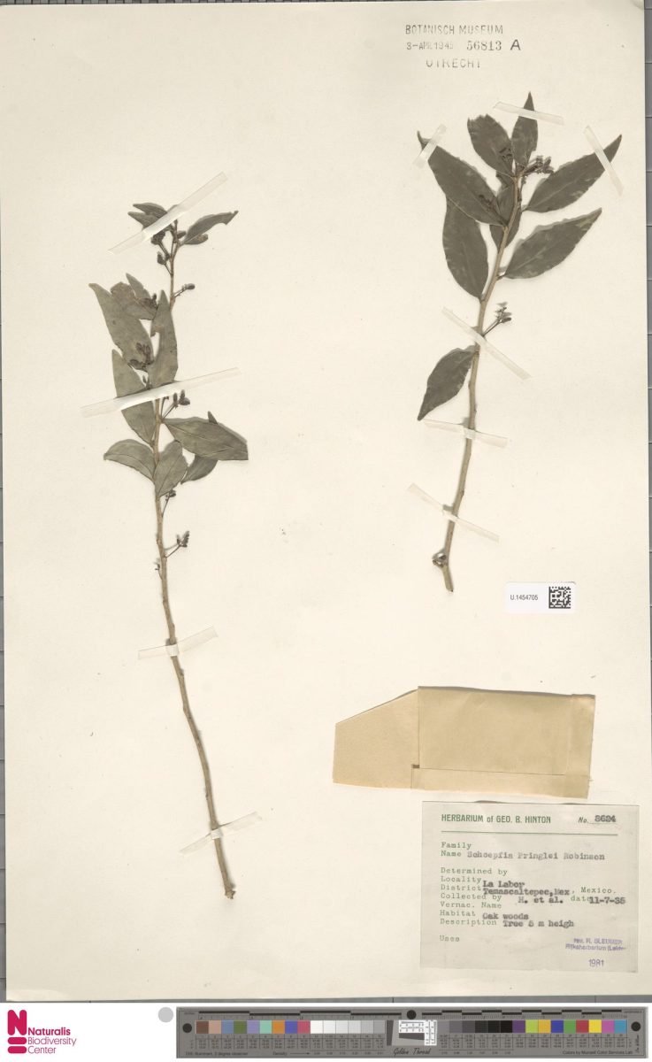 Schoepfia pringlei