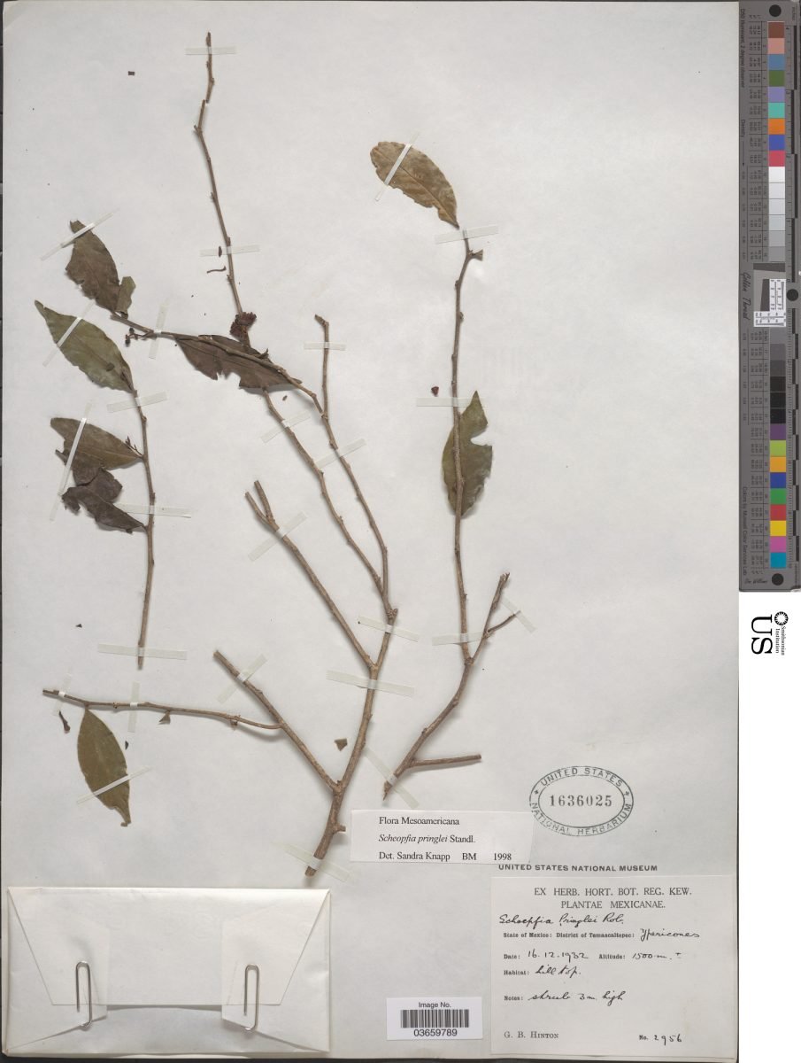 Schoepfia pringlei photograph 3