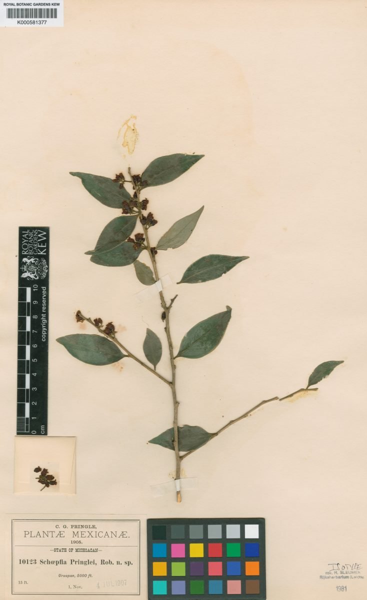 Schoepfia pringlei photograph 4