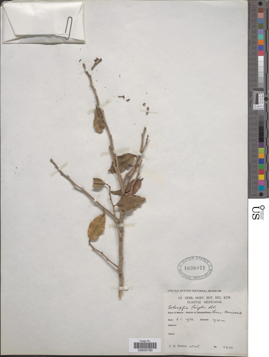 Schoepfia pringlei photograph 2