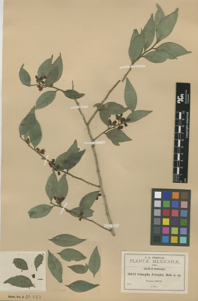 Schoepfia pringlei photograph 6