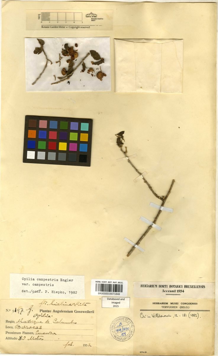 Opilia campestris var. campestris photograph 4