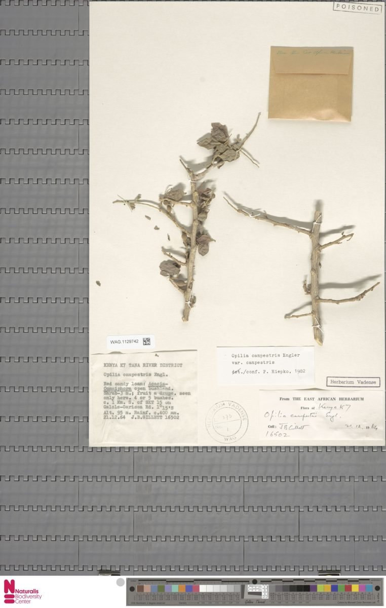 Opilia campestris var. campestris photograph 3