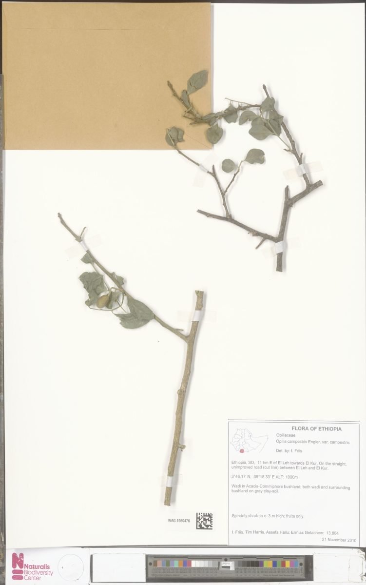 Opilia campestris var. campestris