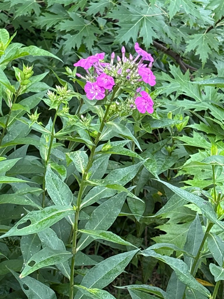 Phlox paniculata photograph 4