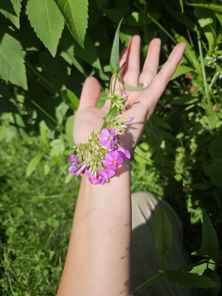 Phlox paniculata photograph 5