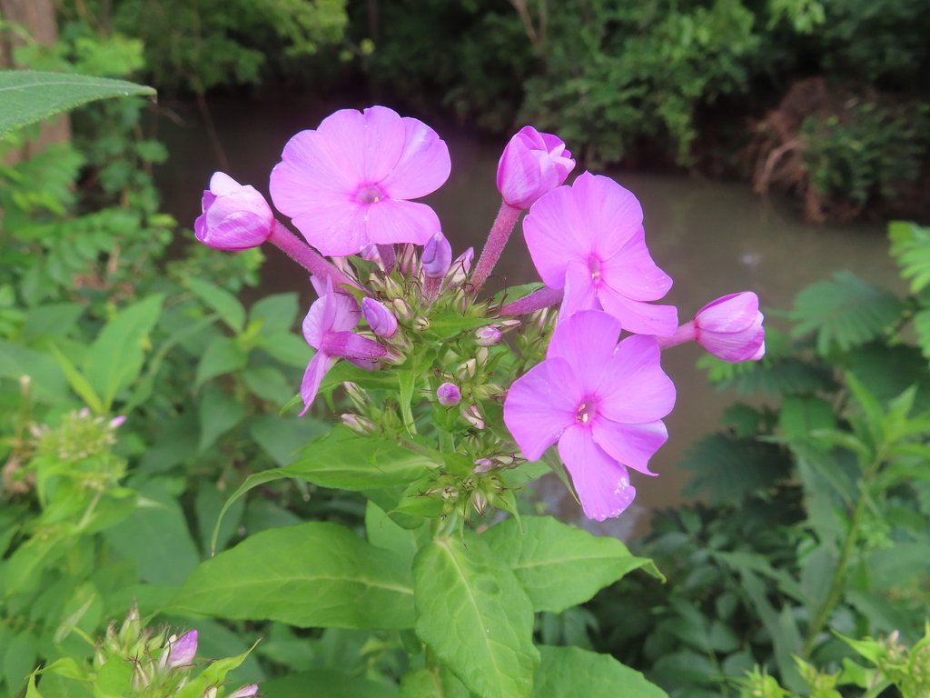 Phlox paniculata photograph 2