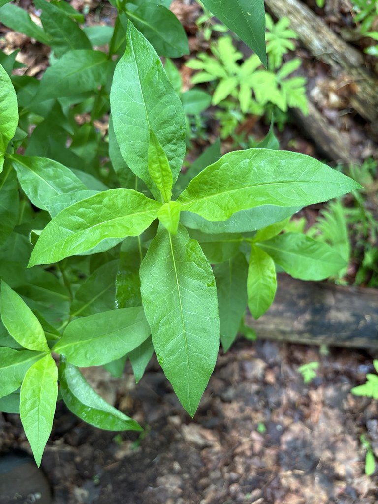 Phlox paniculata