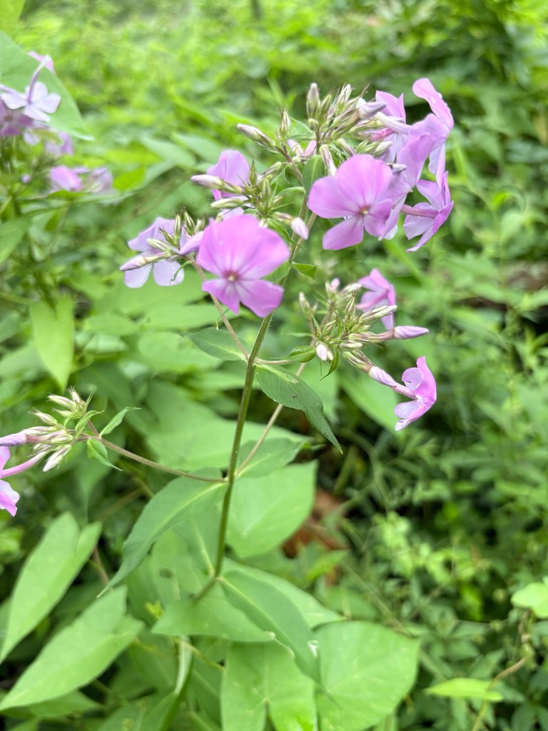 Phlox paniculata photograph 6