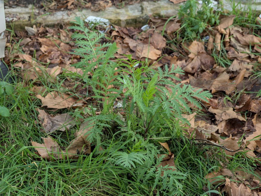 Tanacetum vulgare photograph 4